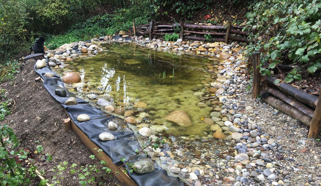 Amphibientümpel