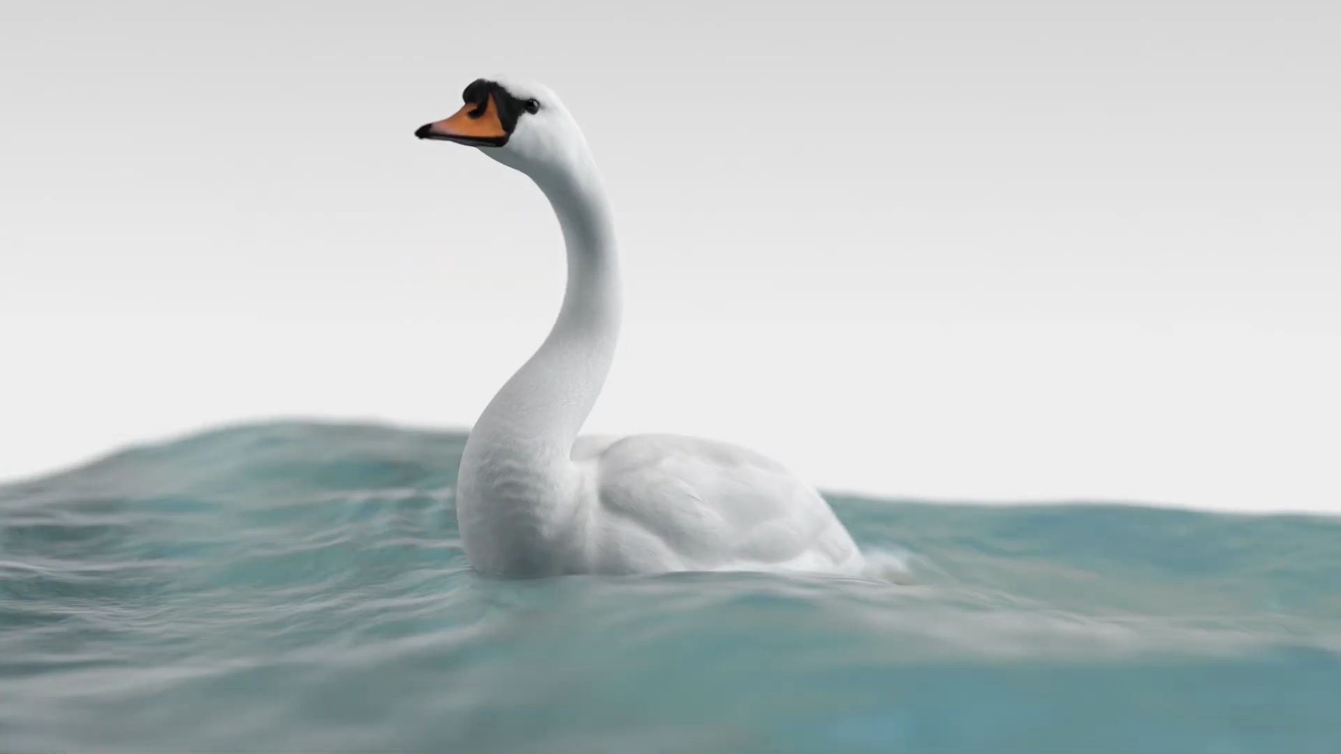 Schwan auf See